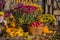 Autumn composition with chrysanthemum flowers, pumpkins, apples in a wicker basket, ceramic pots