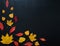 Autumn composition with color leaves ornament on balck slate board with copy space. bright maple foliage season autumn text