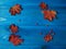 Autumn composition with copy space. Maple leaves and rowan berries on a beautiful blue withered background.