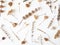 Autumn composition of dried different plants and flowers on white background. Top view. Flat lay