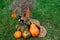 Autumn composition of dried flowers and pumpkins on burlap and green grass with elements of Halloween decor. Soft selective focus