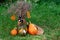 Autumn composition of dried flowers and pumpkins on burlap and green grass with elements of Halloween decor. Soft selective focus