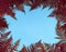 Autumn composition. Frame made of red fern leafs, palm frond on blue background. Abstract tropical leaf background, trendy