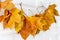 Autumn composition. Garland of maple leaves
