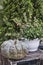 Autumn composition with green Marina Di Chioggia pumpkin and plant in pot on old wooden box