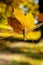 Autumn composition with maple leaf on background of fall park forest, selective focus, copy space greeting card for