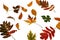Autumn composition. Multi-colored autumn leaves