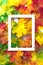 Autumn composition. Multi-colored maple leaves: red, green and yellow as a background and white frame for copy space. Autumn, fall