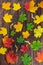 Autumn composition. Multi-colored maple leaves: red, green and yellow and seeds as pattern on dark wooden brown background.