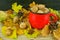 Autumn composition: nuts, acorns and cones on the background of