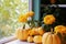 Autumn composition with ripe pumpkins and orange chrysanthemums on the windowsill