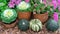 Autumn composition with small pumpkins, ornamental cabbage and purple flowers