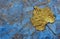 Autumn concept. Autumn colors. Golden leaf in drops of water on a blue watercolor background.