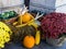 Autumn concept.  Autumn composition.  Corn, orange pumpkins on a hay bale and autumn plants and flowers