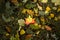 Autumn concept background traditional paper craft handmade origami fallen maple leaves nature Colorful backround image