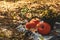 Autumn concept with chrysanthemums and pumpkins outdoor