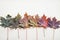 Autumn concept of multicolored maple leaves laid out in a row