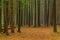 Autumn coniferous forest