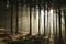 autumn coniferous forest in foggy weather trees most pines and larches backlit by the light of rising sun morning fog autumnal