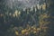 Autumn Coniferous Forest Landscape aerial view