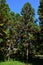 Autumn coniferous Sugi trees Cryptomeria Japonica with colorful needle-like leaves in arboretum