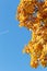 Autumn copyspace. Blue sky and maple branch.