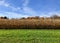 Autumn Corn Harvest scene and blue sky