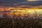 Autumn Cornfield Sundown in Indiana