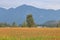 Autumn Cornfield in Valley