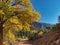 Autumn Cottonwood in John Brown Canyon