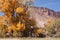 Autumn Cottonwood with Sandstone Butte