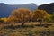Autumn Cottonwood Trees in Southern Utah