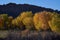 Autumn Cottonwood Trees in Southern Utah
