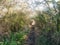 Autumn country pathway hedge holloway no people path countryside