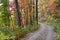 Autumn Country Road