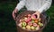 Autumn country - woman with wicker basket harvesting apple