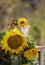 Autumn in the countryside with a vintage chair, an empty glass, yellow leaves and sunflowers