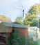 Autumn crane fly on a window with an English back garden behind