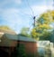 Autumn crane fly on a window with an English back garden behind