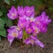 Autumn crocus