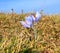 Autumn crocus blooming