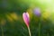 Autumn Crocus blooming autumn flower