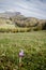 Autumn crocus on a hill (Colchicum autumnale)