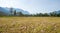 Autumn crocus meadow at moor landscape Murnauer Moos, upper bavaria