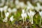 Autumn crocuses