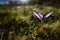 Autumn crocuses on mountain pasture