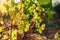 Autumn crop of table grapes on ecological farm. Green delight grapes hanging in garden