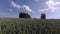 Autumn crop wheat seedlings field and clouds motion, time lapse