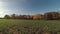 Autumn crop wheat seedlings field in wind and clouds, time lapse