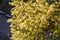 Autumn crown of ailanthus tree, top view